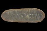 Pecopteris Fern Fossil (Pos/Neg) - Mazon Creek #92275-2